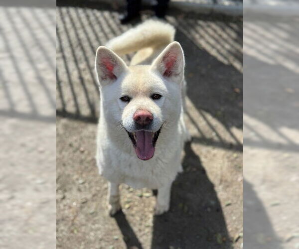Medium Photo #1 Akita-Unknown Mix Puppy For Sale in Riverside, CA, USA