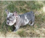 Small #1 French Bulldog