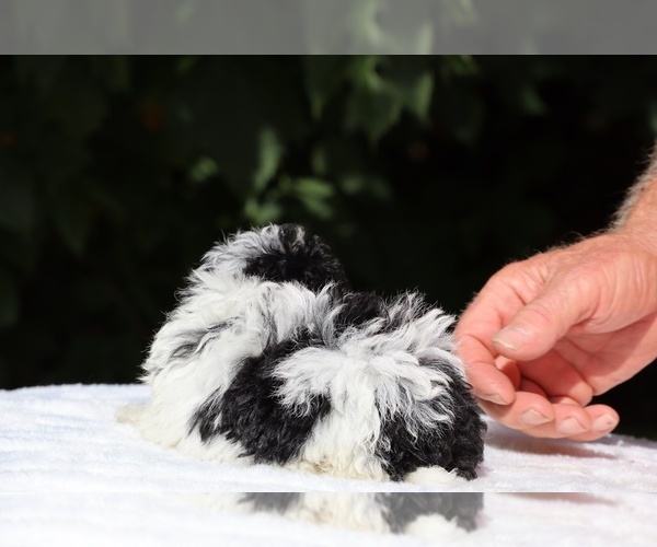Medium Photo #12 Goldendoodle (Miniature) Puppy For Sale in DYERSBURG, TN, USA
