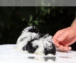 Small #11 Goldendoodle (Miniature)
