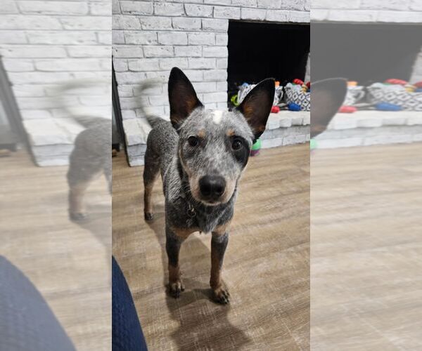 Medium Photo #6 Mutt Puppy For Sale in Highland, IL, USA