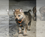 Small Photo #17 Czech Wolfdog-Wolf Hybrid Mix Puppy For Sale in Darova, Timis, Romainia