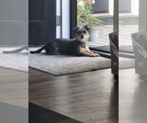 Mutt Dogs for adoption in Phoenix, AZ, USA