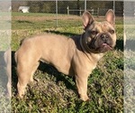 Small Photo #1 French Bulldog Puppy For Sale in HARTSVILLE, TN, USA
