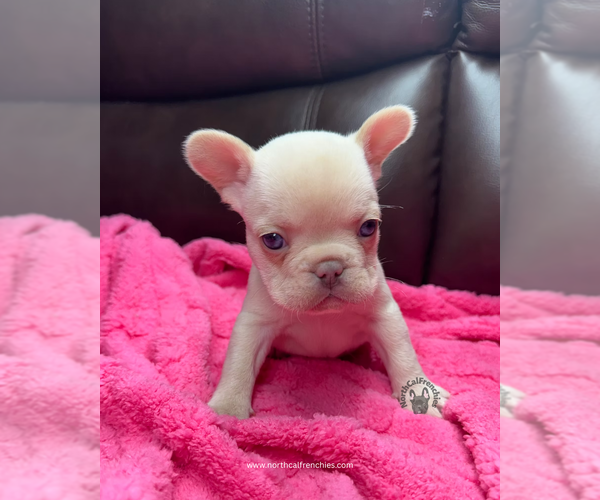 Medium Photo #3 French Bulldog Puppy For Sale in SACRAMENTO, CA, USA