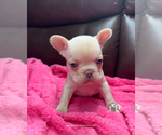 Small #2 French Bulldog