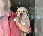Small Photo #4 Labrador Retriever Puppy For Sale in LEES SUMMIT, MO, USA