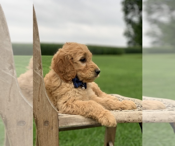 Medium Photo #2 Irish Doodle Puppy For Sale in WOOSTER, OH, USA