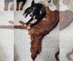 Small Photo #10 Border Collie-Unknown Mix Puppy For Sale in Highland, IL, USA