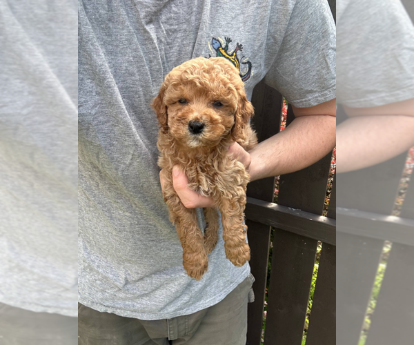 Medium Photo #3 Goldendoodle (Miniature) Puppy For Sale in MILWAUKEE, WI, USA