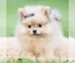 Puppy Josephine Pomeranian