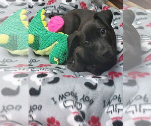 Catahoula Leopard Dog-Labrador Retriever Mix Dogs for adoption in Sanford, FL, USA