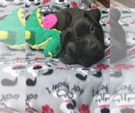 Small Catahoula Leopard Dog-Labrador Retriever Mix
