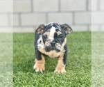 Small Photo #23 English Bulldog Puppy For Sale in PORTOLA VALLEY, CA, USA