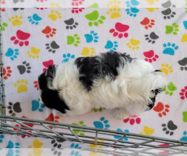 Medium Photo #4 Shih Tzu Puppy For Sale in ORO VALLEY, AZ, USA