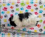 Small Photo #4 Shih Tzu Puppy For Sale in ORO VALLEY, AZ, USA
