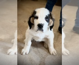 Saint Bernard Puppy for sale in MARENGO, WI, USA