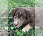 Small Photo #19 Australian Shepherd Puppy For Sale in MORROW, OH, USA