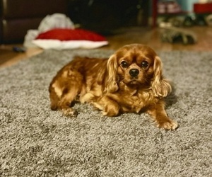 Father of the Cavalier King Charles Spaniel puppies born on 12/20/2023