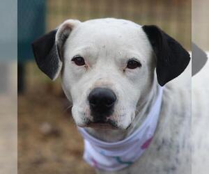 American Staffordshire Terrier-Unknown Mix Dogs for adoption in San Antonio, TX, USA