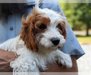 Cavapoo Puppy for sale in STEVENS, PA, USA