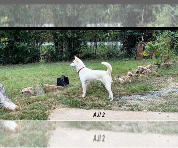 Medium Photo #6 Jindo Dog Puppy For Sale in WAVERLY, AL, USA