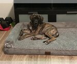 Small Photo #1 Great Dane Puppy For Sale in Goodyear, AZ, USA