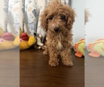 Havapoo puppies - Male Havapoo Puppy for Sale - Photo #20