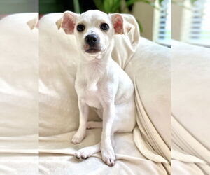 Mutt Dogs for adoption in Euless, TX, USA