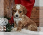 Small Photo #1 Cavapoo-Poodle (Miniature) Mix Puppy For Sale in NEWPORT, PA, USA