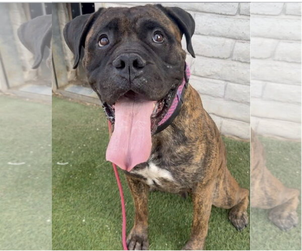 Medium Photo #1 Bullmastiff Puppy For Sale in Goodyear, AZ, USA