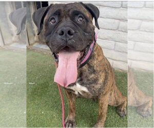 Bullmastiff Dogs for adoption in Goodyear, AZ, USA