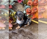 Small Photo #2 Dachshund Puppy For Sale in VALLIANT, OK, USA