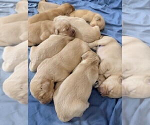 Golden Retriever Puppy for sale in COMFORT, TX, USA