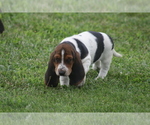 Small #5 Basset Hound