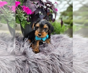 Yorkshire Terrier Puppy for sale in INDIANAPOLIS, IN, USA