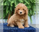 Small #2 Cavapoo