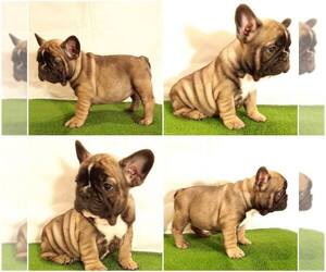 French Bulldog Puppy for sale in TAMPA, FL, USA