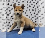 Small Photo #6 Shiba Inu Puppy For Sale in EDINA, MO, USA