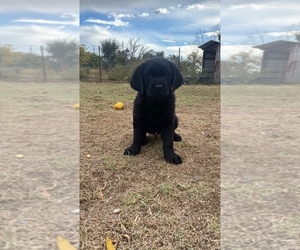 Labrador Retriever Puppy for sale in GERBER, CA, USA