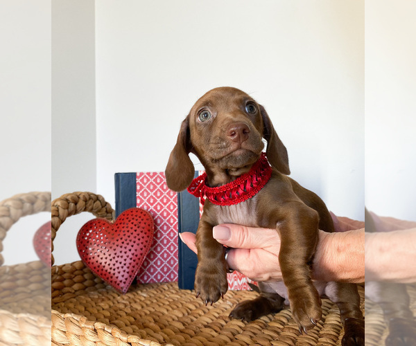 Medium Photo #1 Dachshund Puppy For Sale in NEWCASTLE, CA, USA