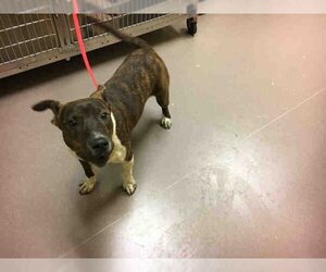 American Pit Bull Terrier-Unknown Mix Dogs for adoption in Norman, OK, USA