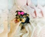 Small #1 Yorkshire Terrier