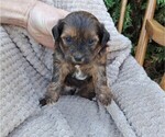 Small Photo #1 ShihPoo Puppy For Sale in CLARE, MI, USA