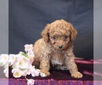 Small #2 Cavapoo (Miniature)