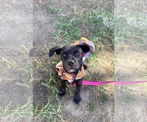BP Lightning - Female Labrador Retriever-Unknown Mix Dog for Adoption - Photo #3