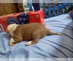 Small Photo #16 American Pit Bull Terrier Puppy For Sale in DANNEBROG, NE, USA