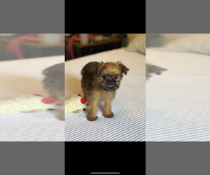 Brussels Griffon Puppy for sale in NILES, MI, USA