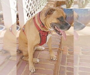 Boxer Dogs for adoption in Camden, SC, USA