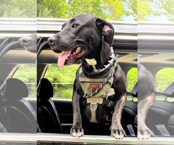 Medium Photo #4 American Pit Bull Terrier-Labrador Retriever Mix Puppy For Sale in Caldwell, NJ, USA